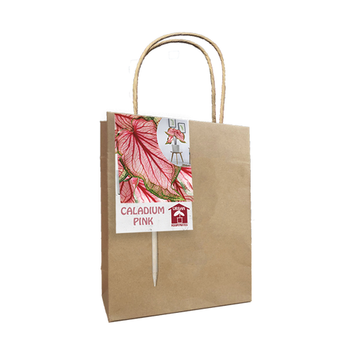 Baltus Caladium Pink per 1
