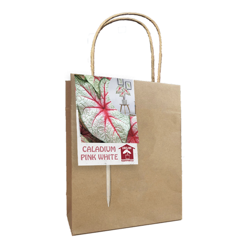 Baltus Caladium Pink White per 1