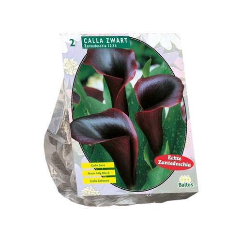 Baltus Calla Zantedeschia Black
