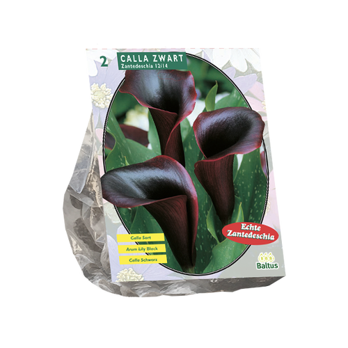 Baltus Calla Zantedeschia Black per 2