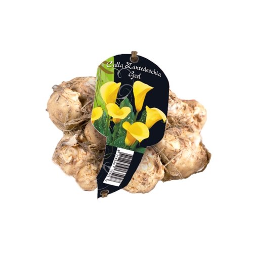 Baltus Calla Zantedeschia Geel