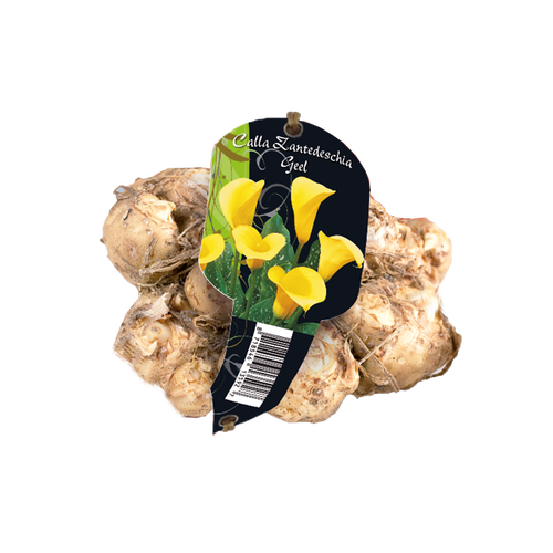 Baltus Calla Zantedeschia, Geel (Steeketiket)