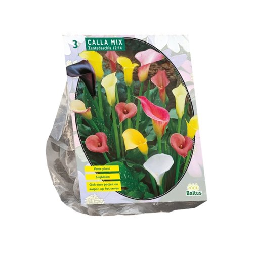 Baltus Calla Zantedeschia Gemengd per 3