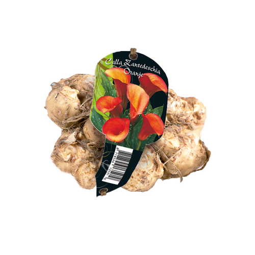 Baltus Calla Zantedeschia, Oranje (Steeketiket)