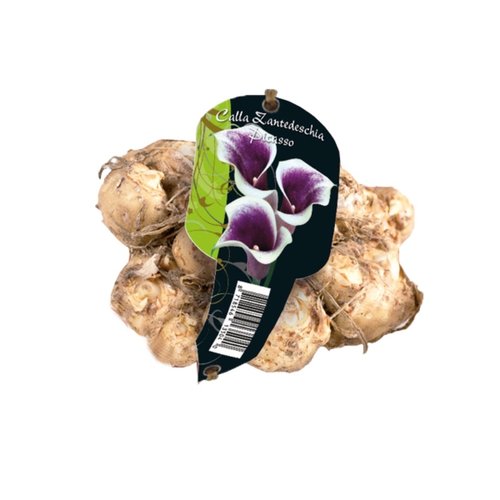 Baltus Calla Zantedeschia Picasso