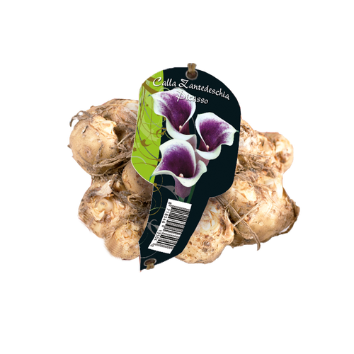 Baltus Calla Zantedeschia Picasso (Steeketiket)