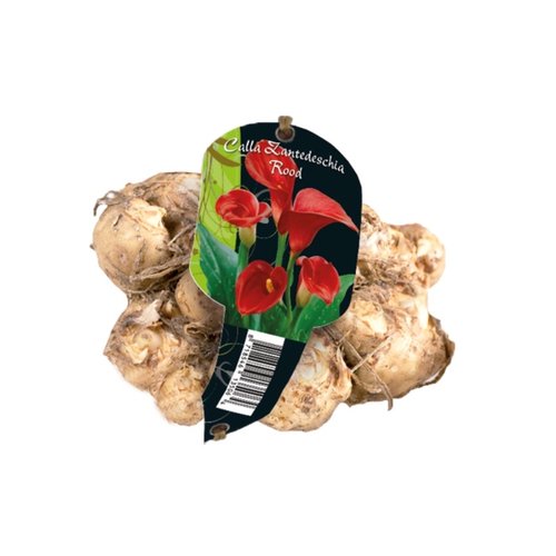 Baltus Calla Zantedeschia Rood