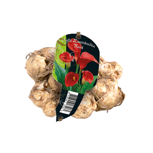 Baltus Calla Zantedeschia, Rood (Steeketiket)