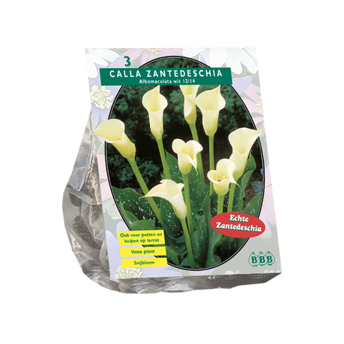 Baltus Calla Zantedeschia, Wit per 3