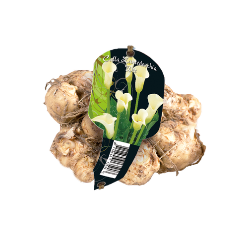Baltus Calla Zantedeschia, Wit (Steeketiket)