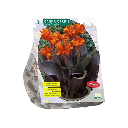 Baltus Canna bruinblad, Oranje per 3
