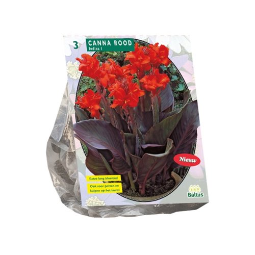 Baltus Canna donkerroodblad, Rood per 3