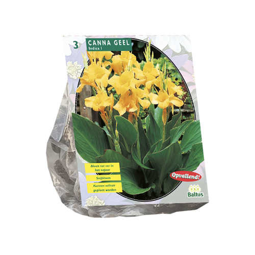 Baltus Canna groenblad, Geel per 3