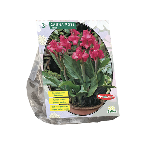 Baltus Canna groenblad, Roze per 3