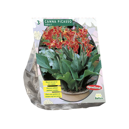 Baltus Canna Picasso per 3