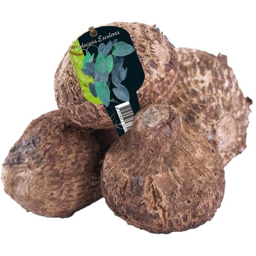 Baltus Colocasia Esculenta