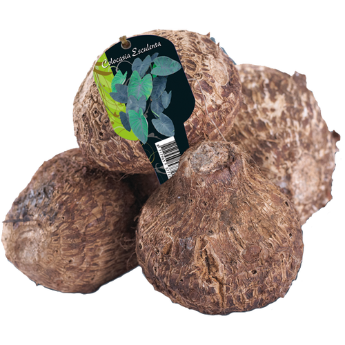 Baltus Colocasia Esculenta (Steeketiket)