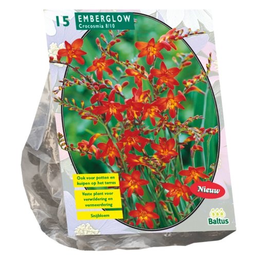 Baltus Crocosmia Emberglow per 15