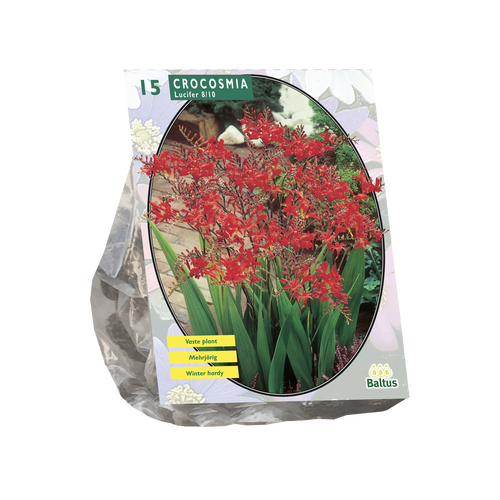 Crocosmia Lucifer