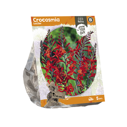 Baltus Crocosmia Lucifer (SP) per 5