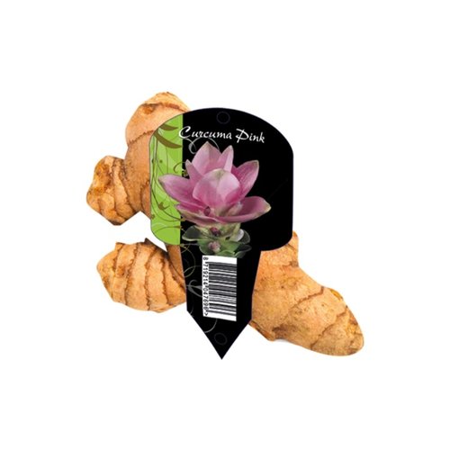 Baltus Curcuma roze (Organa met etiket)