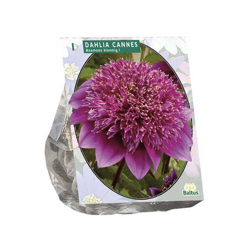 Baltus Dahlia Anemone Cannes per 1