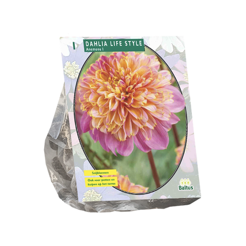 Baltus Dahlia Anemone Lifestyle per 1