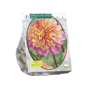 Baltus Dahlia Anemone Lifestyle per 1
