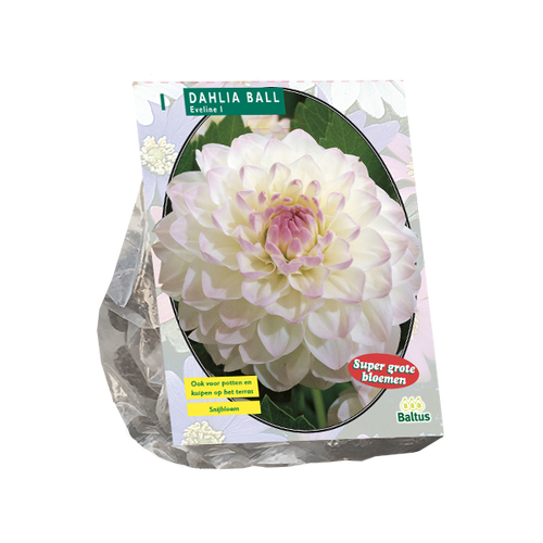 Baltus Dahlia Ball Eveline per 1