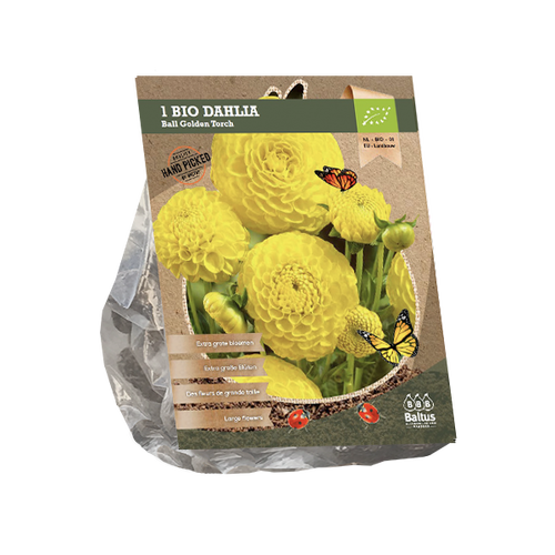 Baltus Dahlia Ball Golden Torch (Bio) per 1