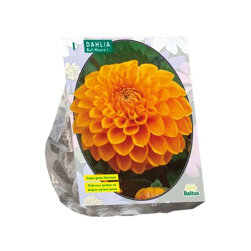 Baltus Dahlia Ball Maarn per 1