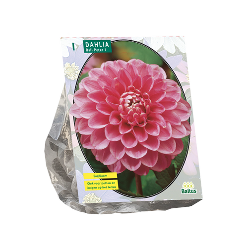Baltus Dahlia Ball Peter per 1