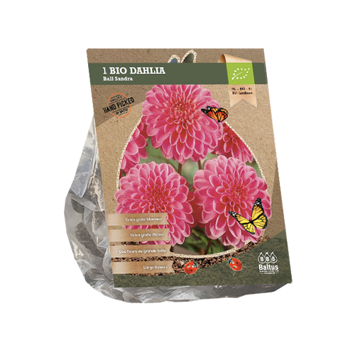 Baltus Dahlia Ball Sandra (Bio) per 1