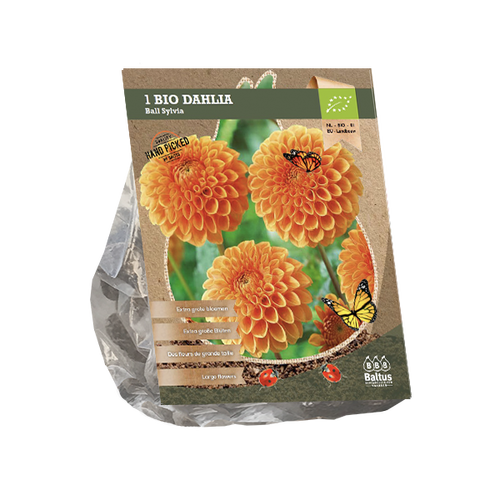Baltus Dahlia Ball Sylvia (Bio) per 1