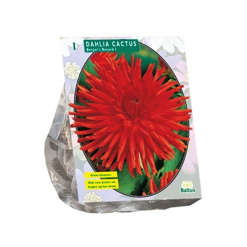 Baltus Dahlia Cactus Berger's Record per 1