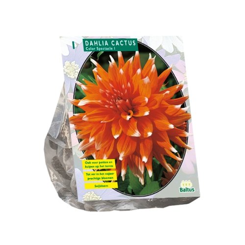 Baltus Dahlia Cactus Colour Spectacle per 1