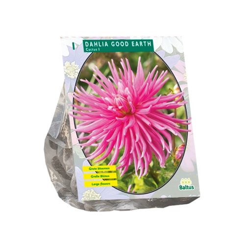 Baltus Dahlia Cactus Good Earth per 1