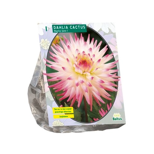 Baltus Dahlia Cactus Hayley Jane per 1