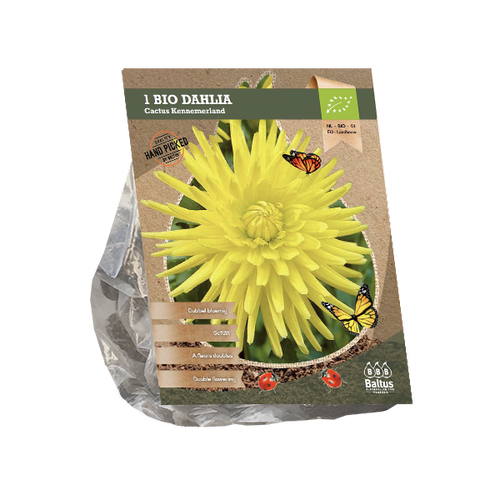 Baltus Dahlia Cactus Kennemerland (Bio) per 1