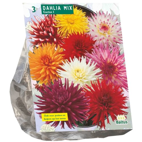 Baltus Dahlia Cactus Mixed per 3