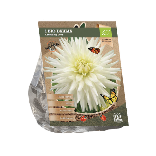 Baltus Dahlia Cactus My Love (Bio) per 1