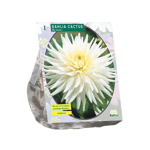 Baltus Dahlia Cactus My Love per 1