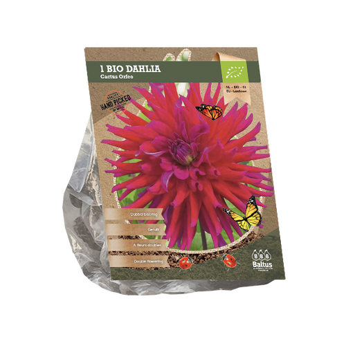 Baltus Dahlia Cactus Orfeo (Bio) per 1