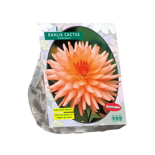 Baltus Dahlia Cactus Preference per 1