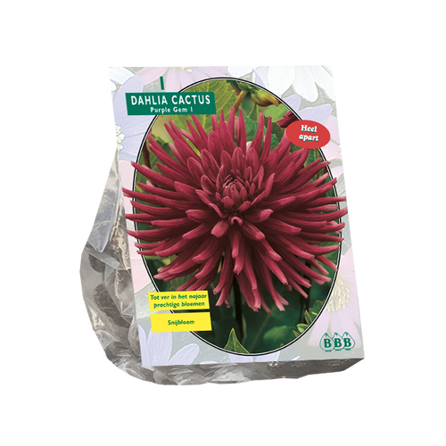 Baltus Dahlia Cactus Purple Gem per 1