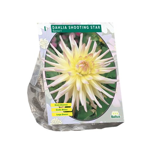 Baltus Dahlia Cactus Shooting Star per 1