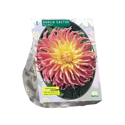 Baltus Dahlia Cactus Star Elite per 1