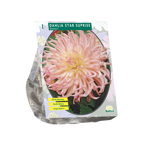 Baltus Dahlia Cactus Star Suprise per 1