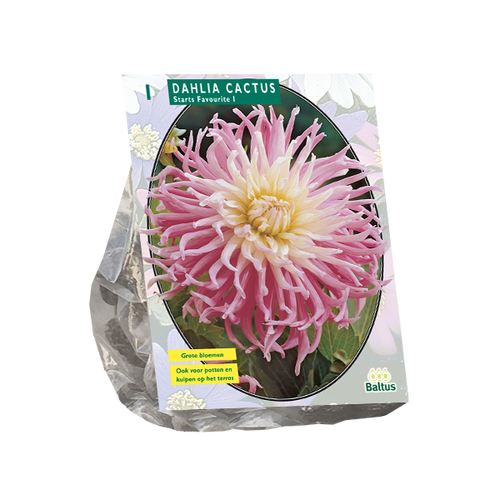 Baltus Dahlia Cactus Stars Favourite per 1