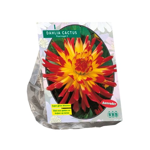 Baltus Dahlia Cactus Vuurvogel per 1